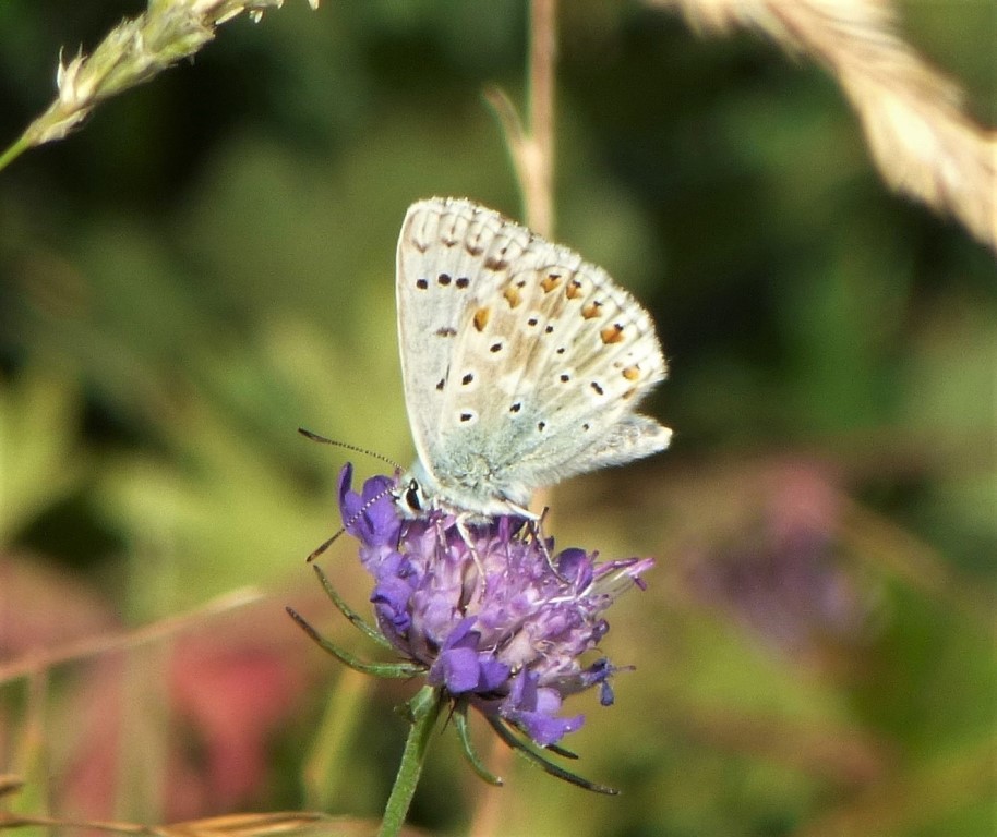 Polyommatus bellargus? No, Polyommatus (Lysandra) coridon, Lycaenidae